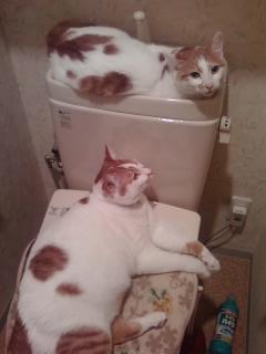 �������@�l�̂���ł�